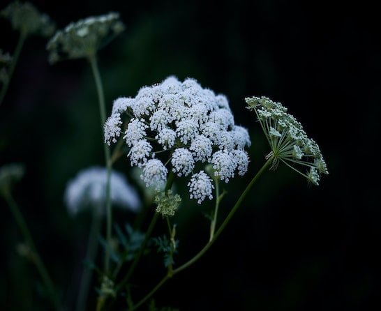 cow parsley