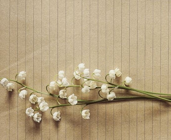 flowers on beige background